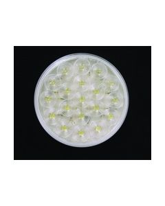 LED LMP SLD WHT BACKUP ROUND 4Inch 24-DIODES